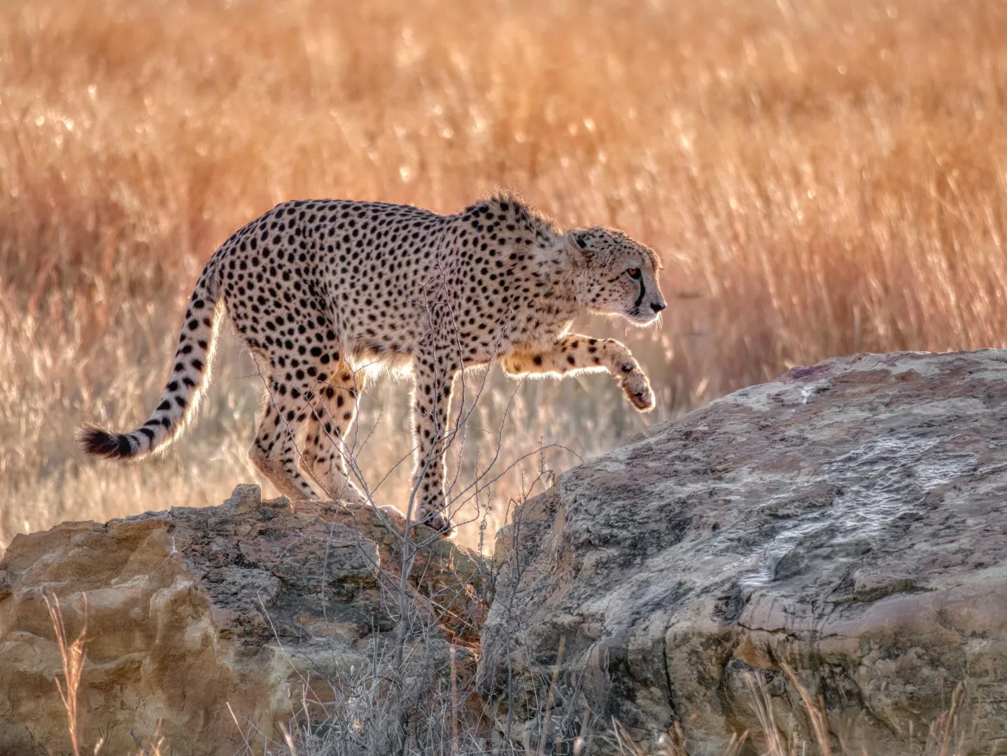 Cheetah on rocky outcrop